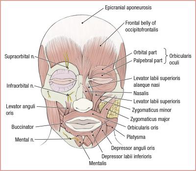 thumbs/Muscles of Facial Expression.jpeg.jpg